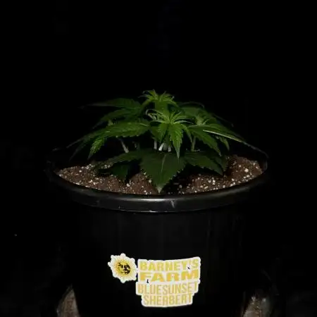 BlueSunset Sherbert