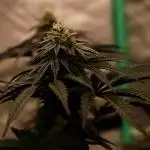 Fastbuds Mixed Pack (Photoperiod)