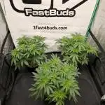 Fastbuds Mix Pack (Photoperiod)