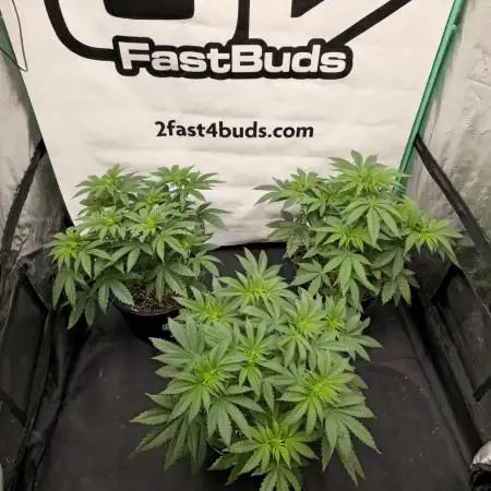 Fastbuds Mix Pack (Photoperiod)