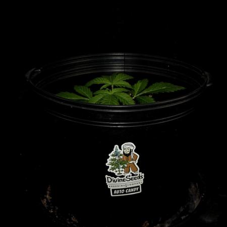 Auto Candy