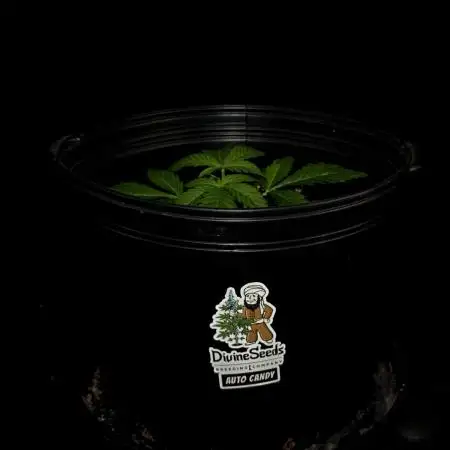 Auto Candy