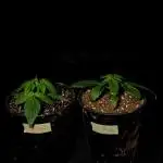 Zkittles