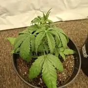 Fastbuds Banana Gauva Auto