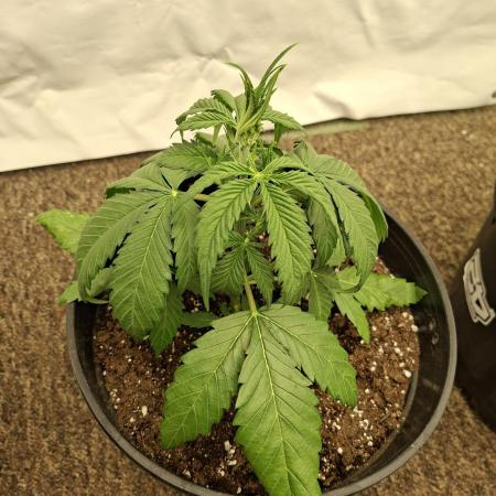 Fastbuds Banana Gauva Auto
