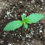 Cherry Cola RF3
