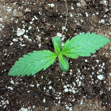 Cherry Cola RF3