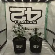 Banana Purple Punch Auto RF3