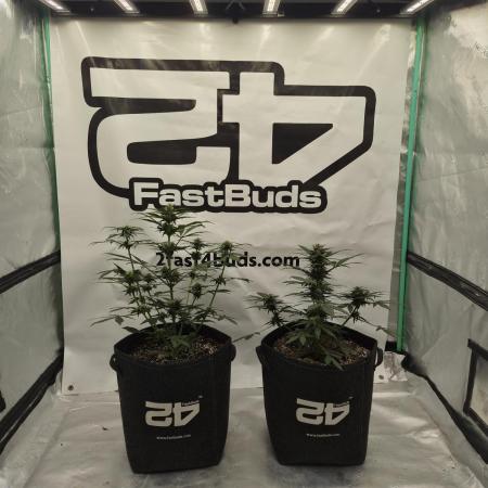 Banana Purple Punch Auto RF3