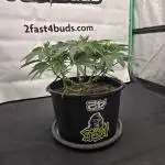 Gorilla Melon