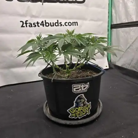 Gorilla Melon
