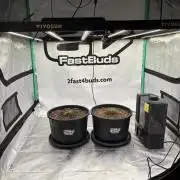 Banana Purple Punch Auto RF3 #2