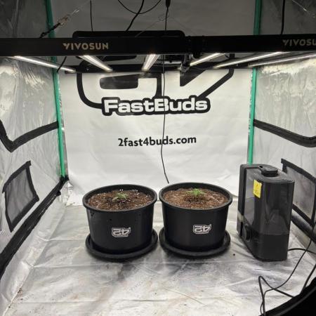 Banana Purple Punch Auto RF3 #2