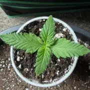 Fastbuds Purple Lemonade FF