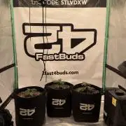 Banana Purple Punch Auto RF3