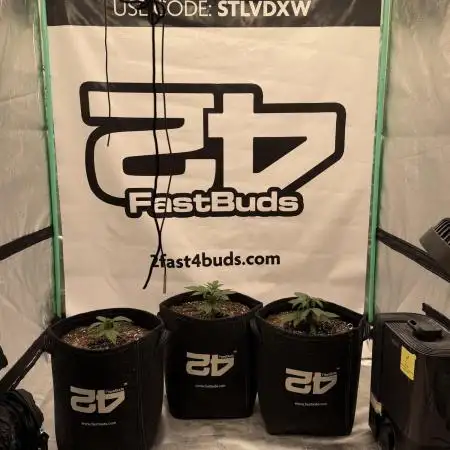 Banana Purple Punch Auto RF3