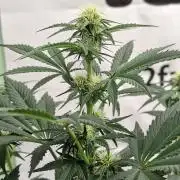 Fastbuds Guava Sundae
