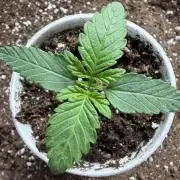Zamnesia Seeds Permanent Marker