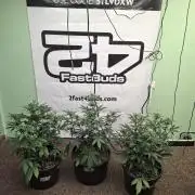 Fastbuds Guava Sundae