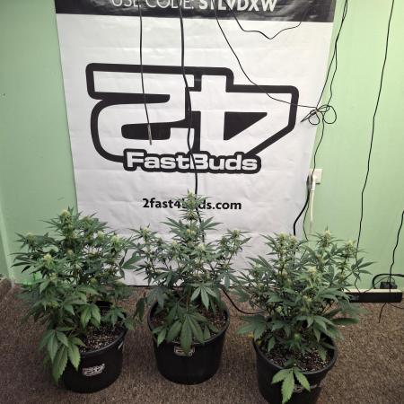 Fastbuds Guava Sundae