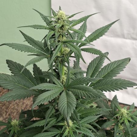 Fastbuds Starwberry Gorilla RF3