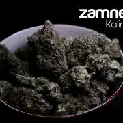 Zamnesia Trio