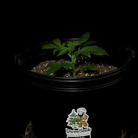 AK47 XL