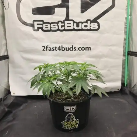 Gorilla Melon