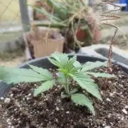 Fastbuds Purple Lemonade FF Outdoor Grow
