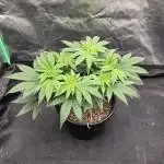 BlueSunset Sherbert