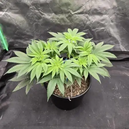 BlueSunset Sherbert