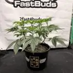 Fastbuds Mixed Pack (Photoperiod)