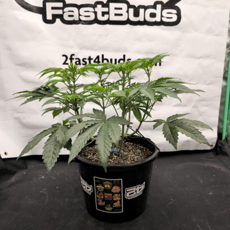 Fastbuds Mixed Pack (Photoperiod)