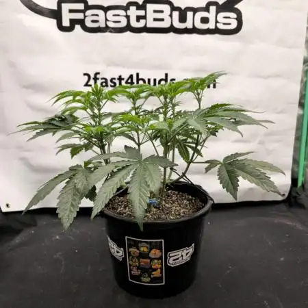 Fastbuds Mixed Pack (Photoperiod)