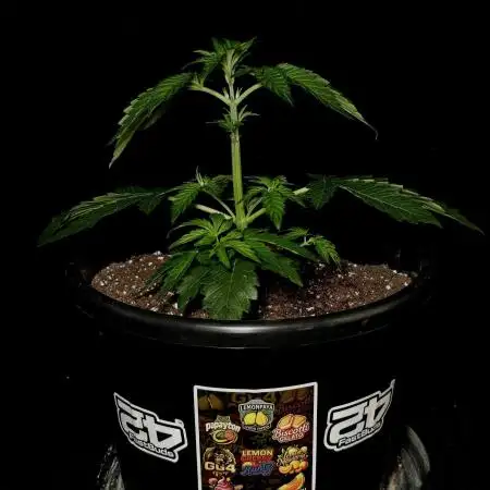Fastbuds Mixed Pack (Photoperiod)
