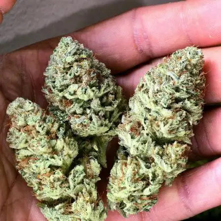 Mimosa X Orange Punch