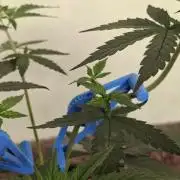 Fastbuds Purple Lemonade FF