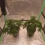 Kannabia Seeds Zoap Rose