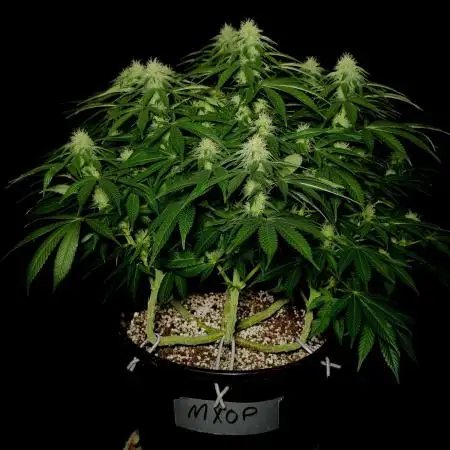 Mimosa X Orange Punch #2