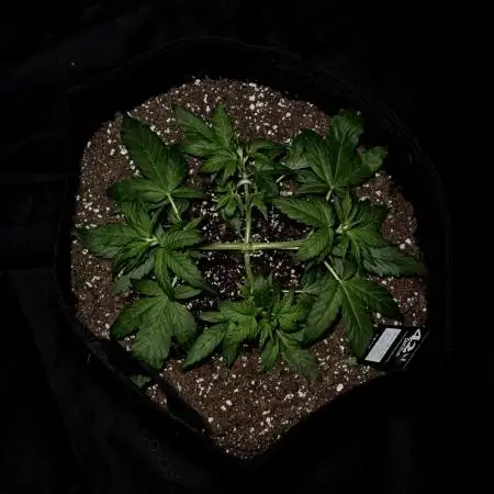 Gorilla Cookies
