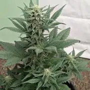 Fastbuds Starwberry Gorilla RF3