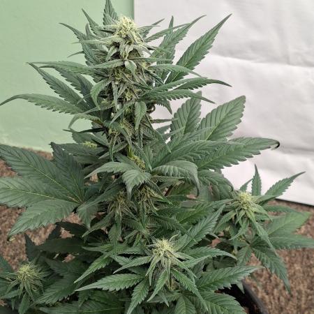 Fastbuds Starwberry Gorilla RF3