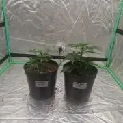 Kannabia Seeds Zoap Rose