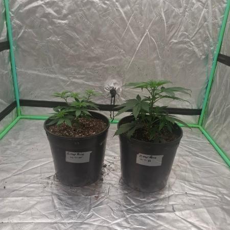 Kannabia Seeds Zoap Rose