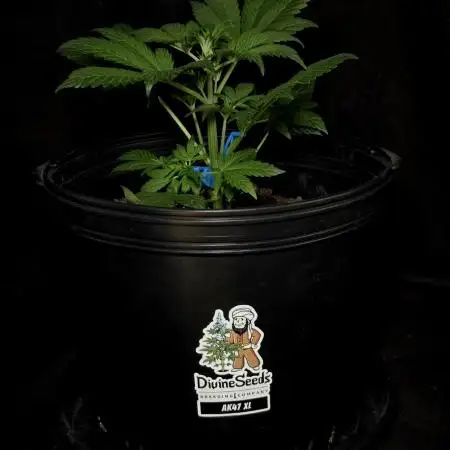AK47 XL