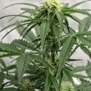 Cherry Cola RF3 #2