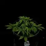 Auto Candy