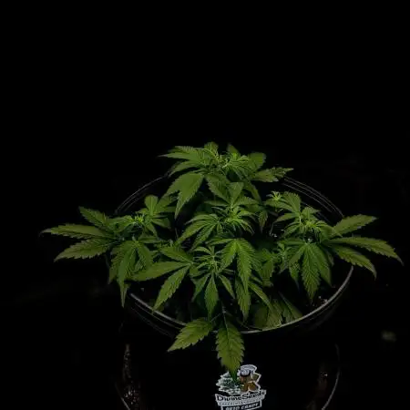Auto Candy