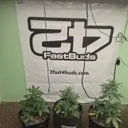 Fastbuds Starwberry Gorilla RF3