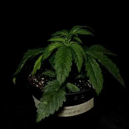 Strawberry Sunrise